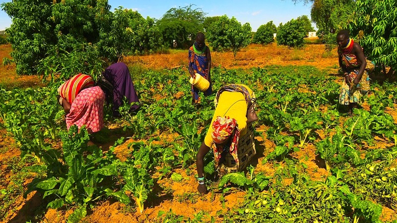 Embracing Irrigation to Boost Food Security in Turkana